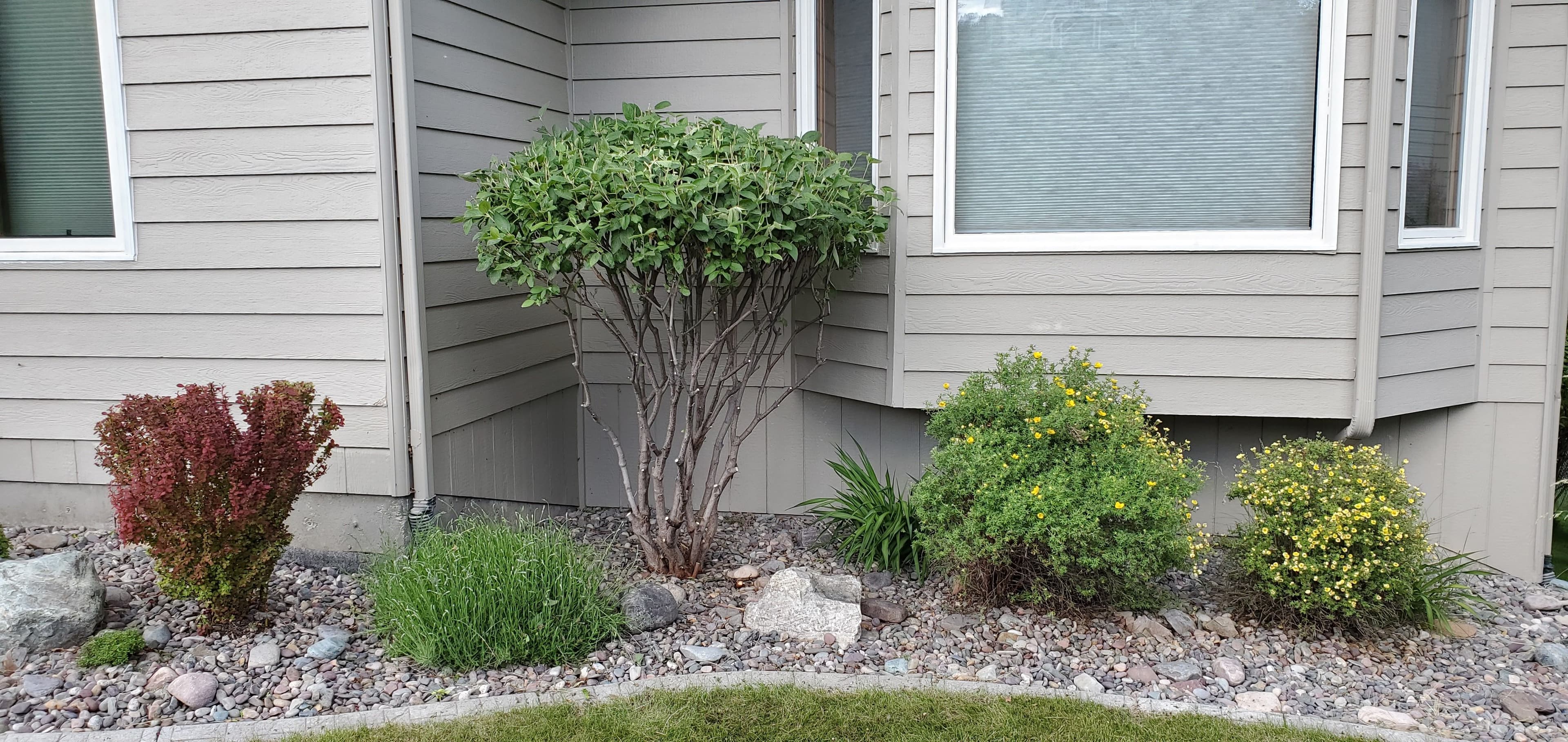 Landscaped corner of a house with a rounded bush, colorful shrubs, and decorative rocks.