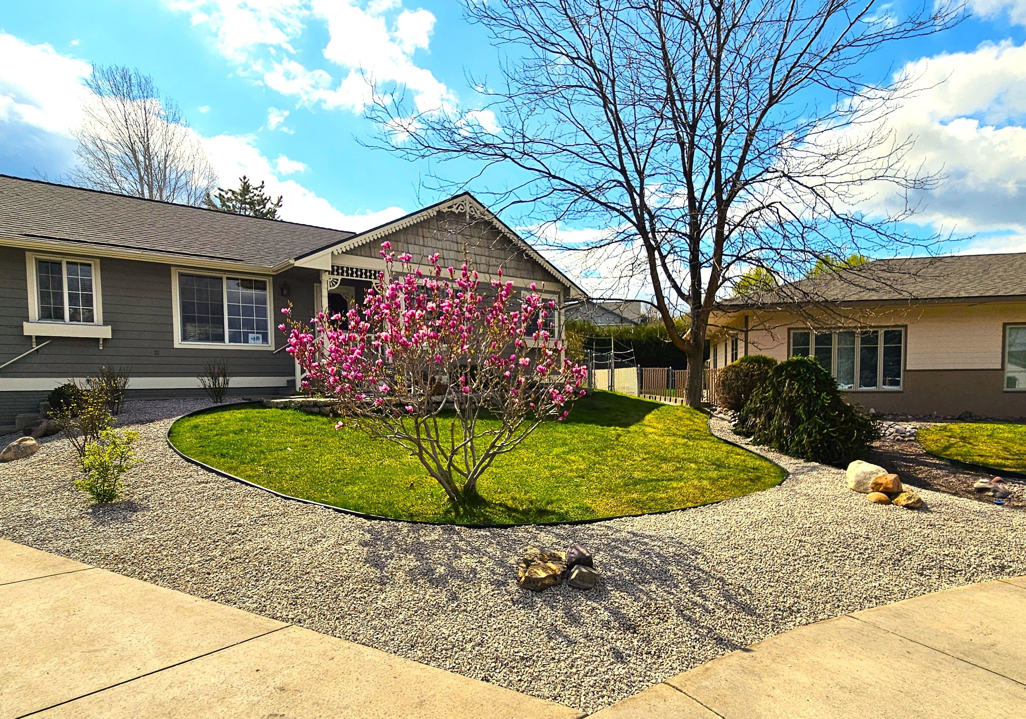 Blooming magnolia tree in landscaped yard of a charming suburban home under a blue sky.