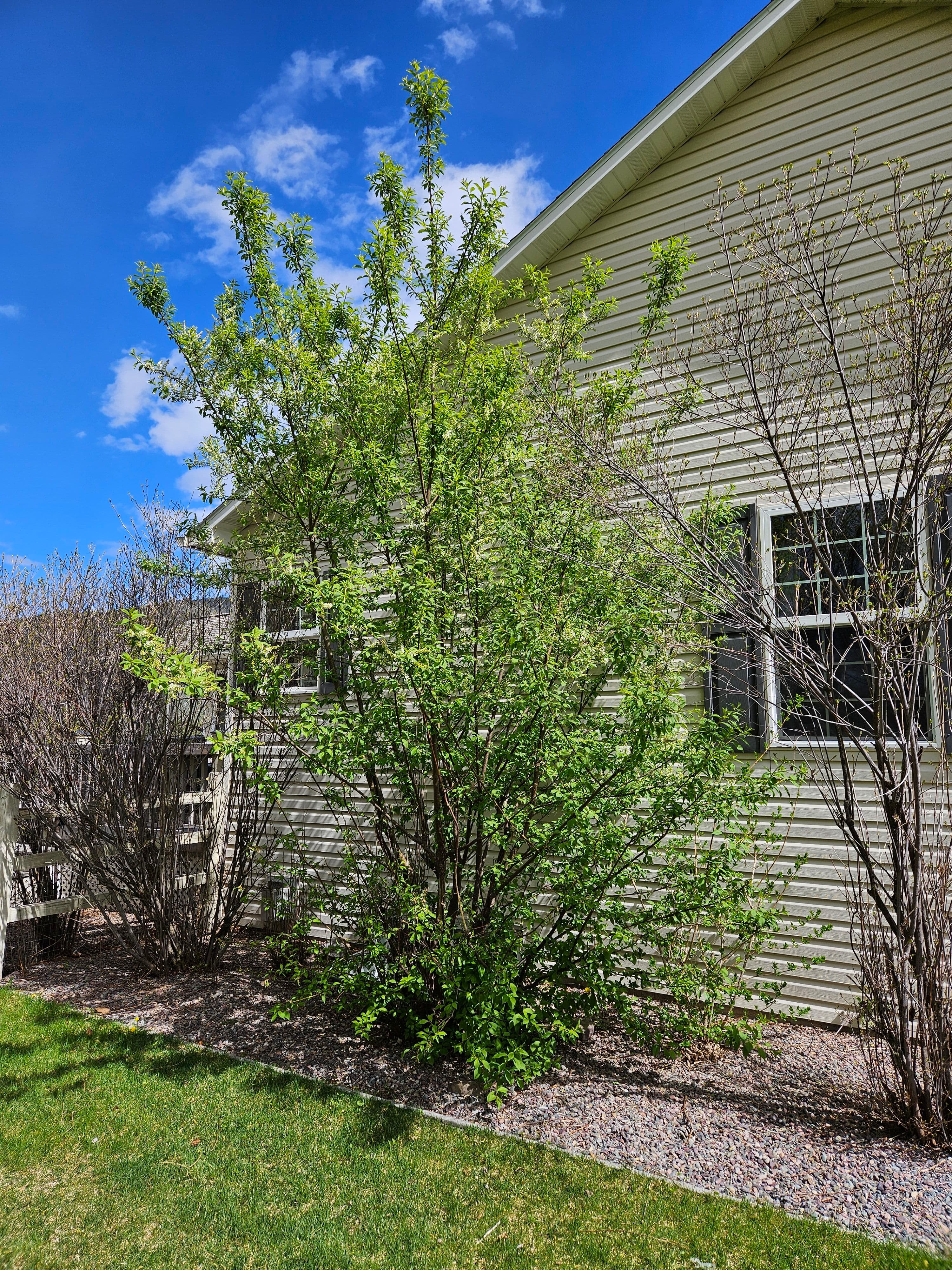 Lush green shrub beside a light-colored house under a clear blue sky.