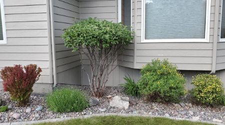 bush-trimming