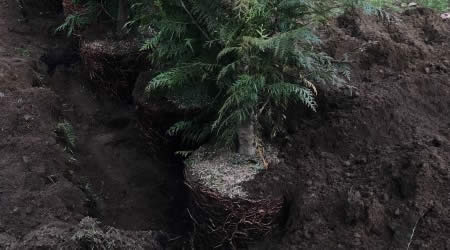 Tree Planting Services
